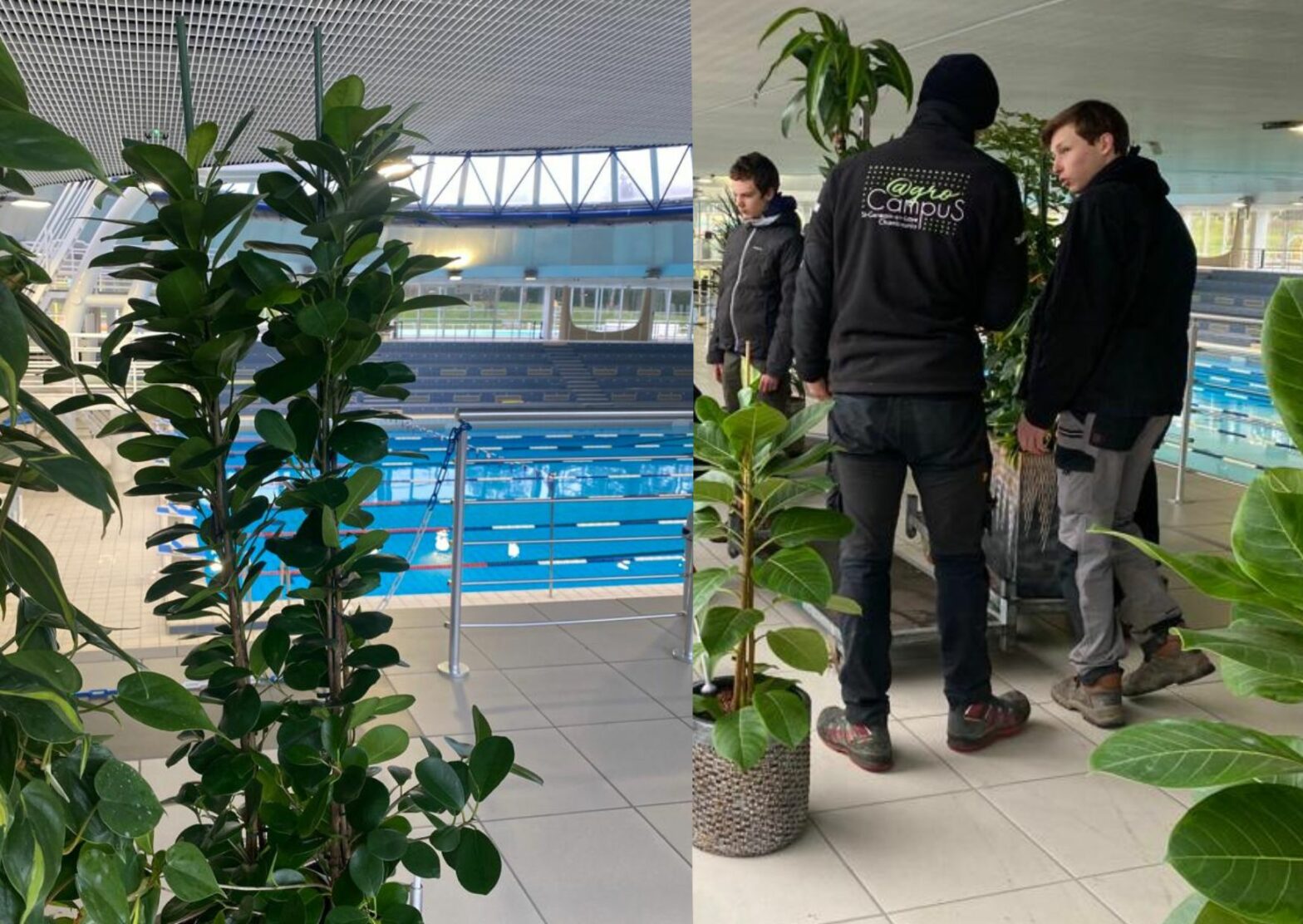 des plantes sont installées au bord des bassins par des hommes